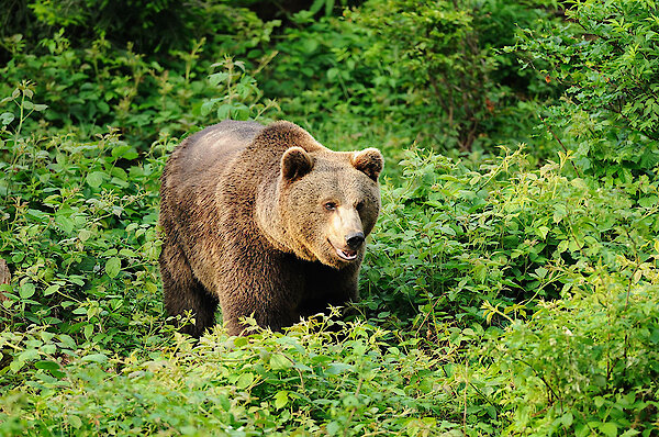 Urlaub am Nationalpark Bayerischer Wald